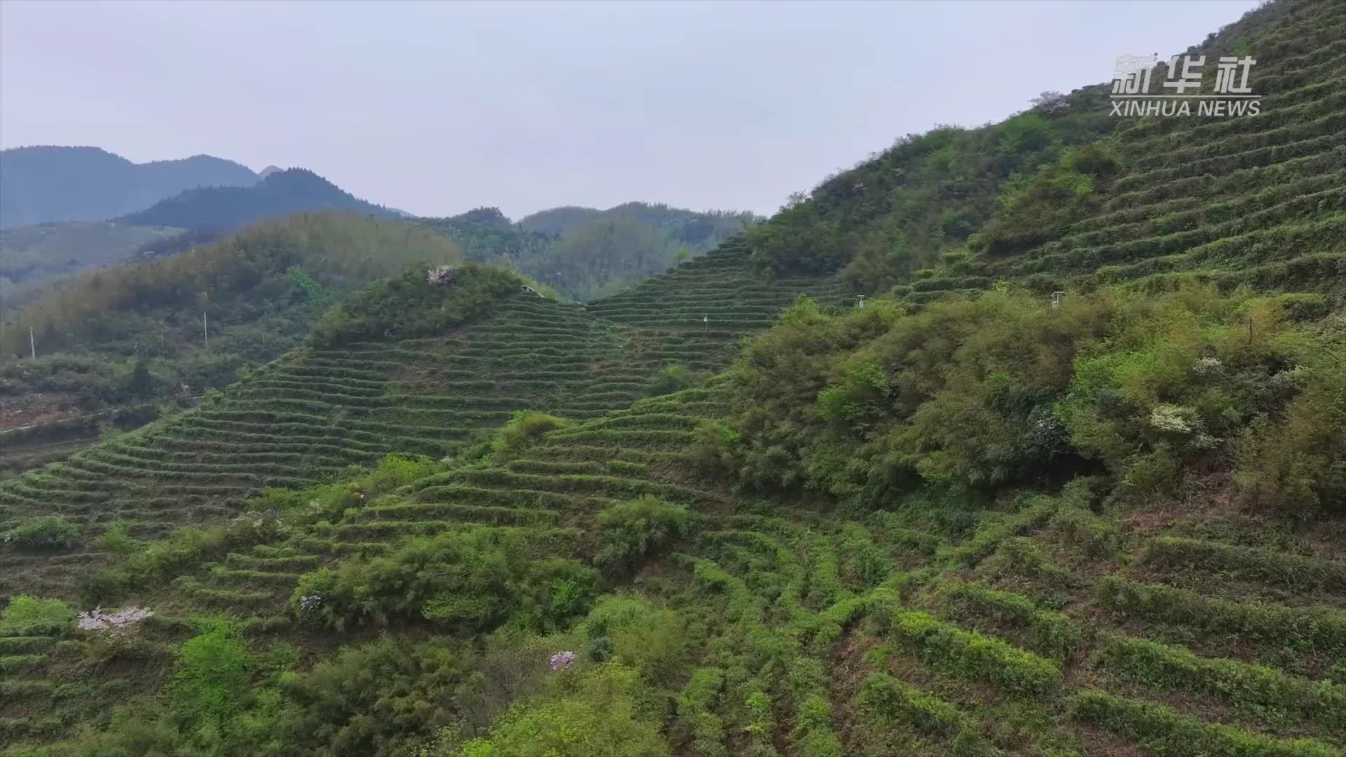 南岳衡山：高山茶园开采 茶旅展露新颜