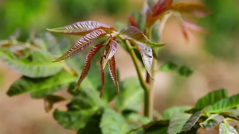 【视频】张掖：这个椿味太上头