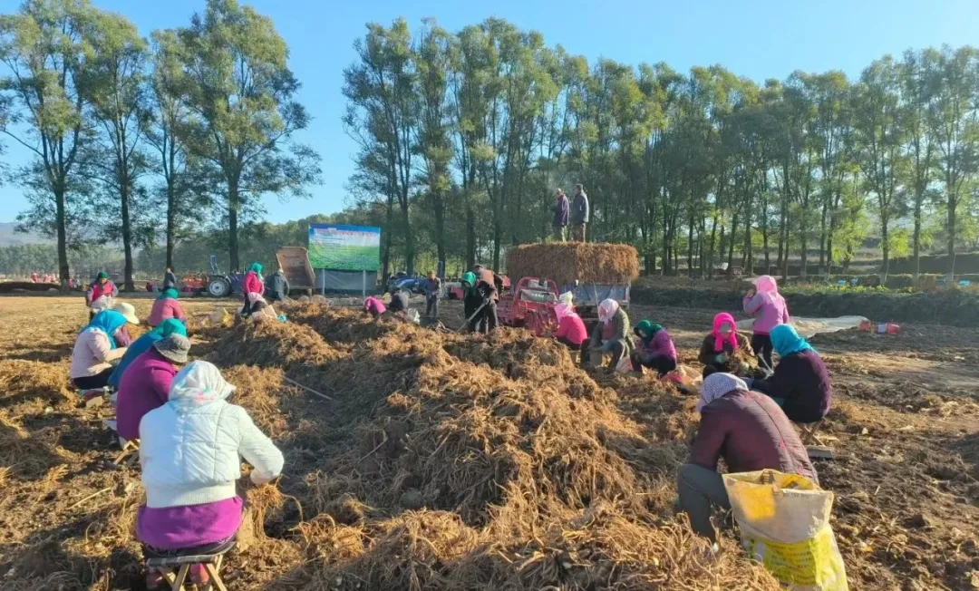 华亭药材变“药财”　致富有“良方”