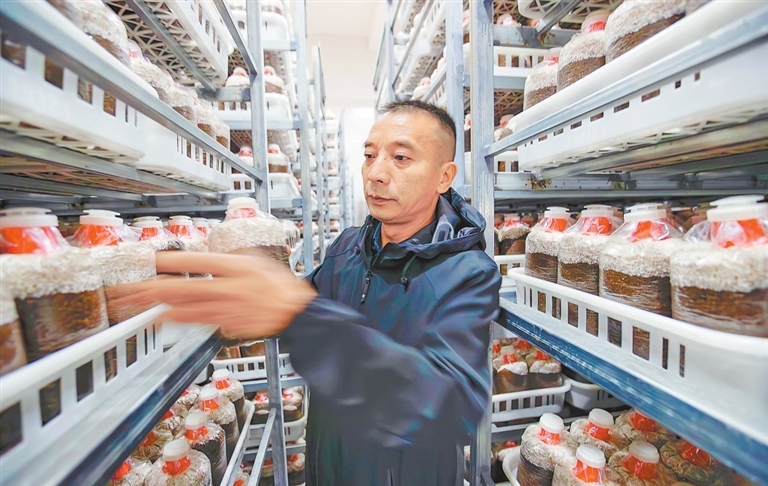 抚州市利财食用菌科技有限公司,谢远财在菌棒培养室了解菌棒培养情况。