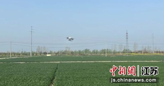 无人机播撒肥料。睢宁县融媒体中心供图