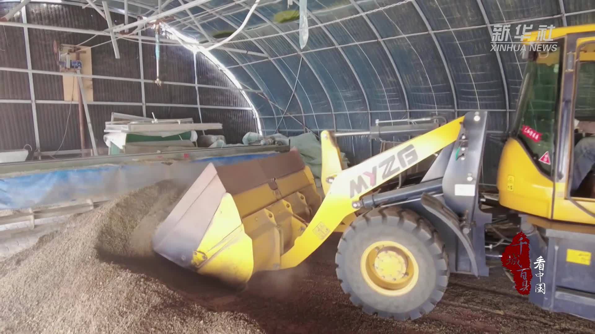 千城百县看中国｜内蒙古：小菌菇撑起乡村振兴“致富伞”