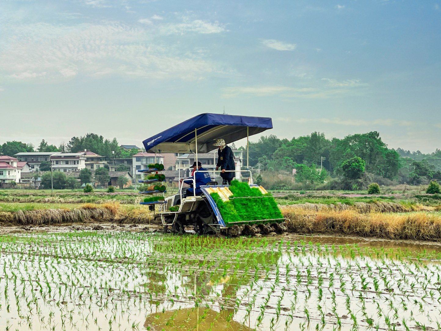 东乡区王桥镇,农户正驾驶插秧机穿梭在农田插秧