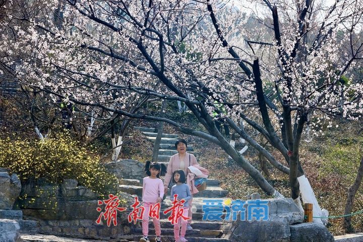 赏花季催热泉城“春日经济”