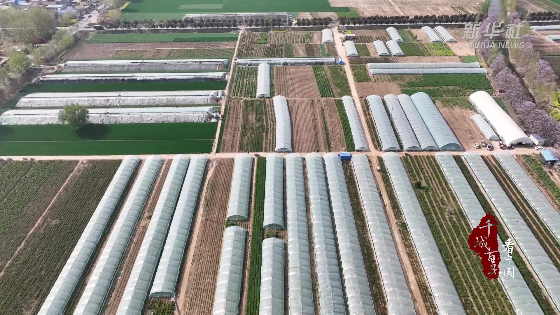 千城百县看中国｜山东定陶：大棚芍药早上市