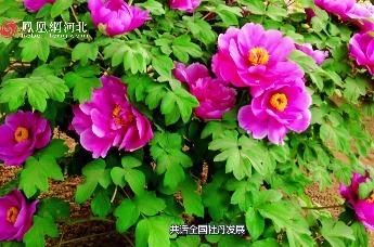 视频｜以牡丹之名，赴千年之约：第十二届汉牡丹文化节亮点纷呈