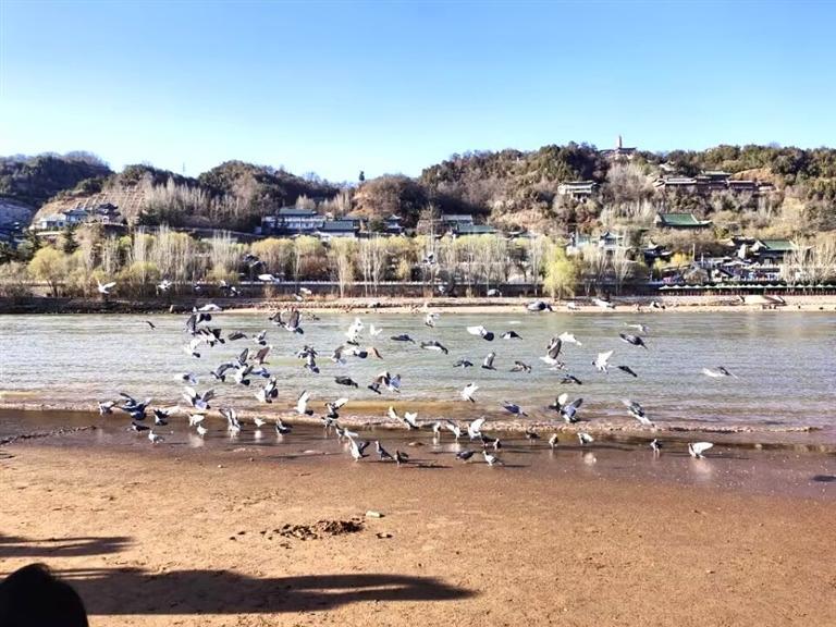 春来了，兰州黄河段候鸟飞舞。