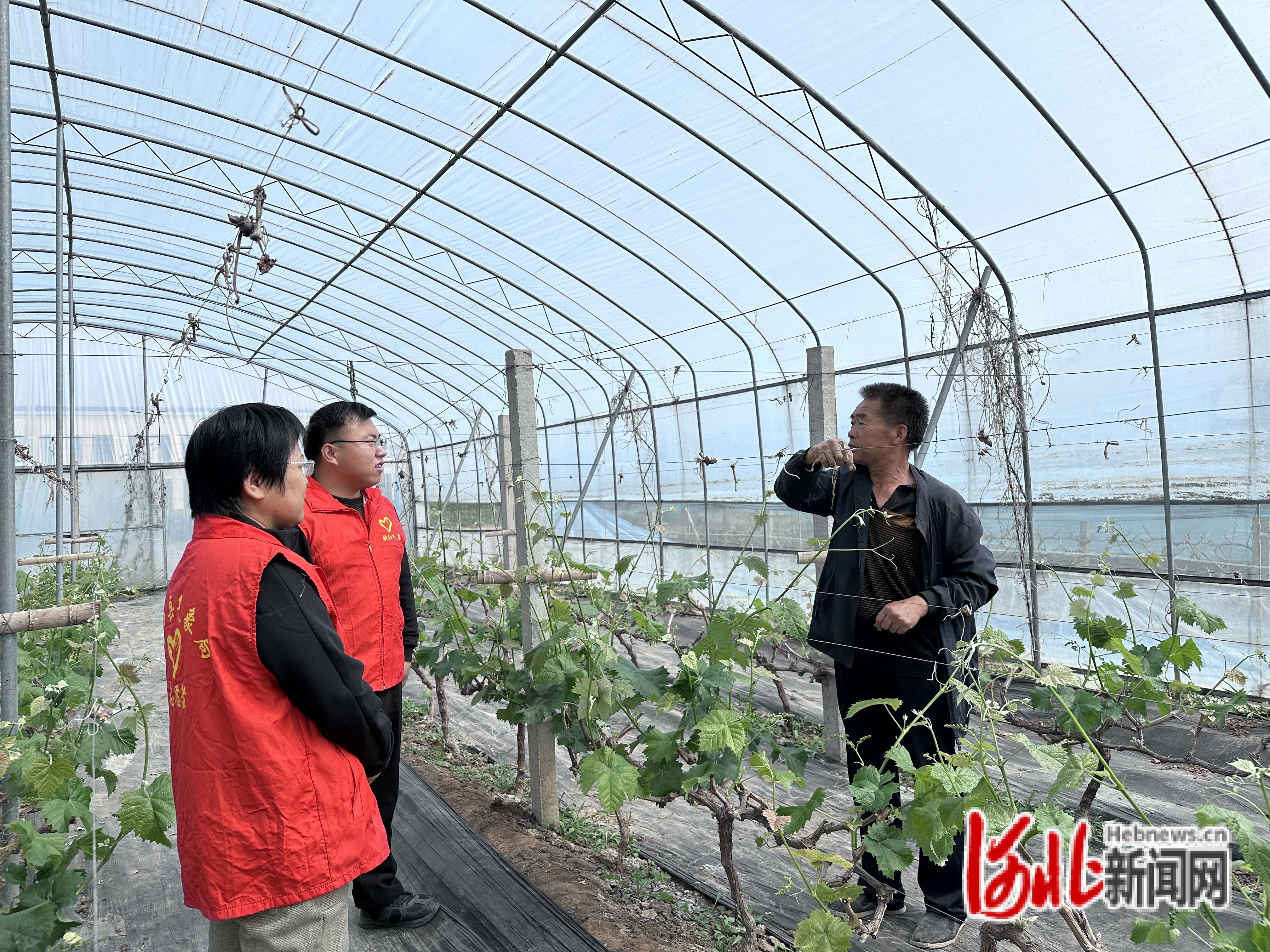 4月11日，饶阳县气象局开工设施农业直通式服务，工作人员进棚指导农户应对大风天气。 冀春燕摄