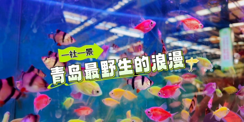 凤凰视频|一社一景 | 青岛最野生的浪漫