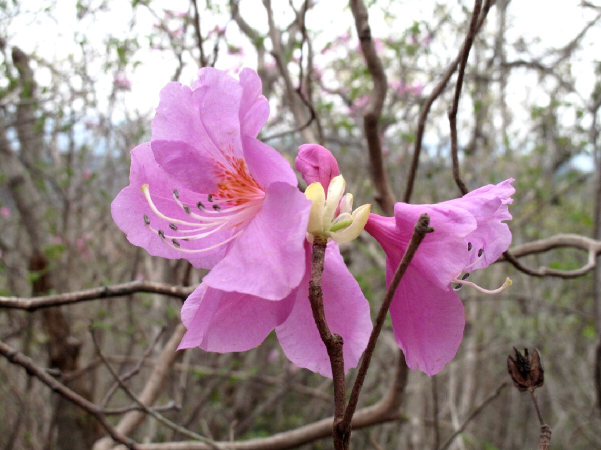 9——华顶杜鹃花朵特写，开花时没有叶片长出，花冠能耐冰雪严寒.JPG