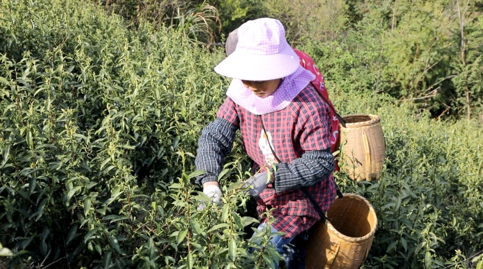 在江西九江市彭泽县海拔750余米的浪溪镇高山风清云雾茶场内，茶农们纷纷穿梭在茶垄间，采摘今年春季头茬新茶。（柯恒 摄）