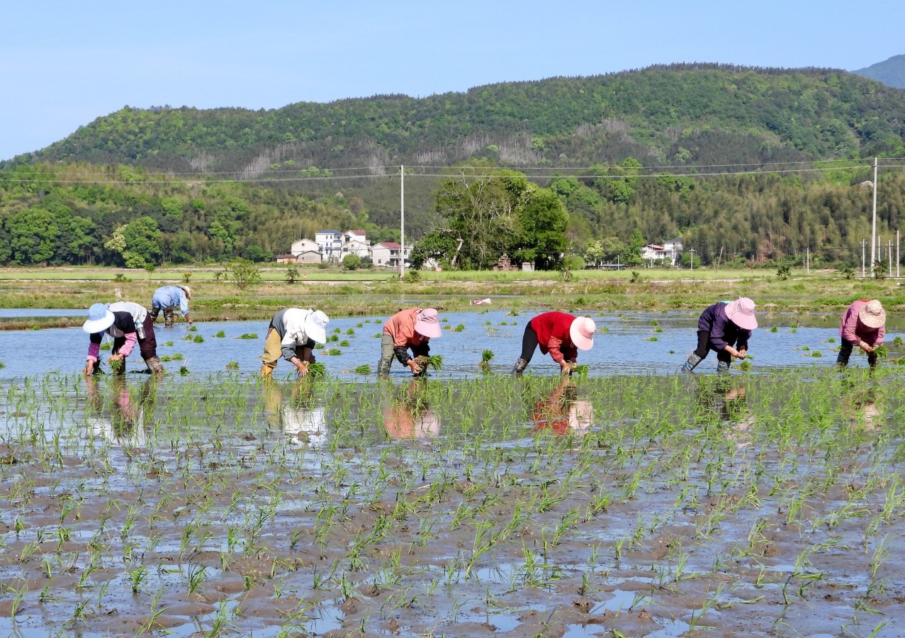抚州:田畴染新绿 春耕正当时