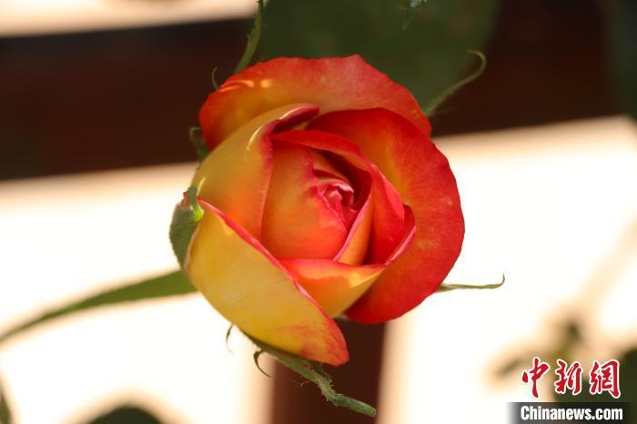 图为含苞待放的月季花。熊锦阳 摄