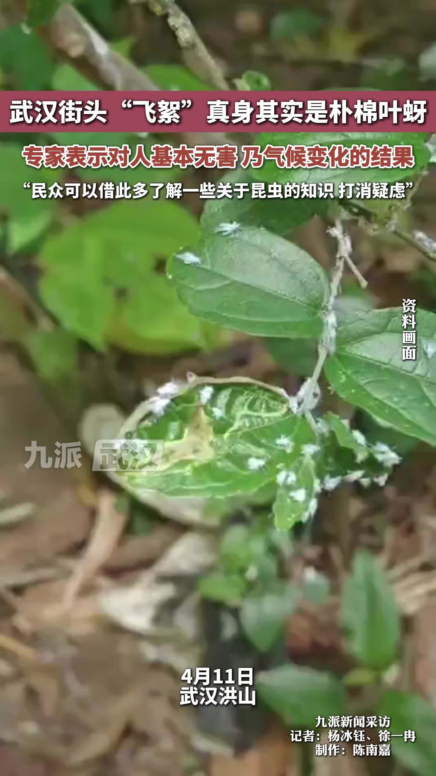 武汉街头“飞絮”真身其实是朴棉叶蚜，专家表示对人基本无害，是气候变化的结果
