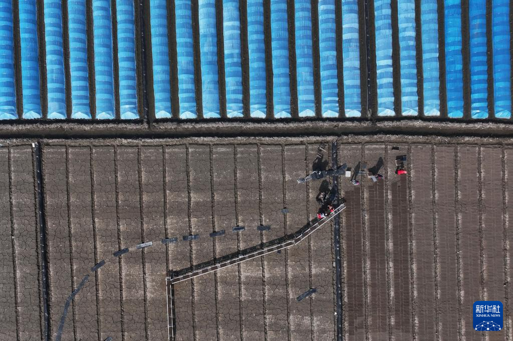 4月15日，唐山市曹妃甸区第四农场的农民在田间摆放水稻育秧盘（无人机照片）。