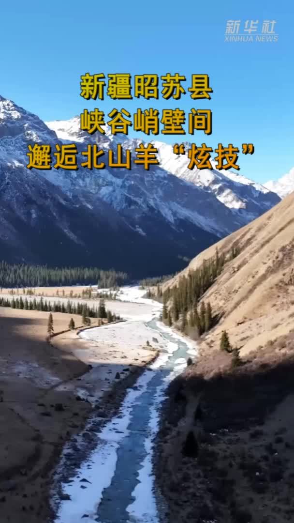 新疆昭苏县：峡谷峭壁间邂逅北山羊“炫技”