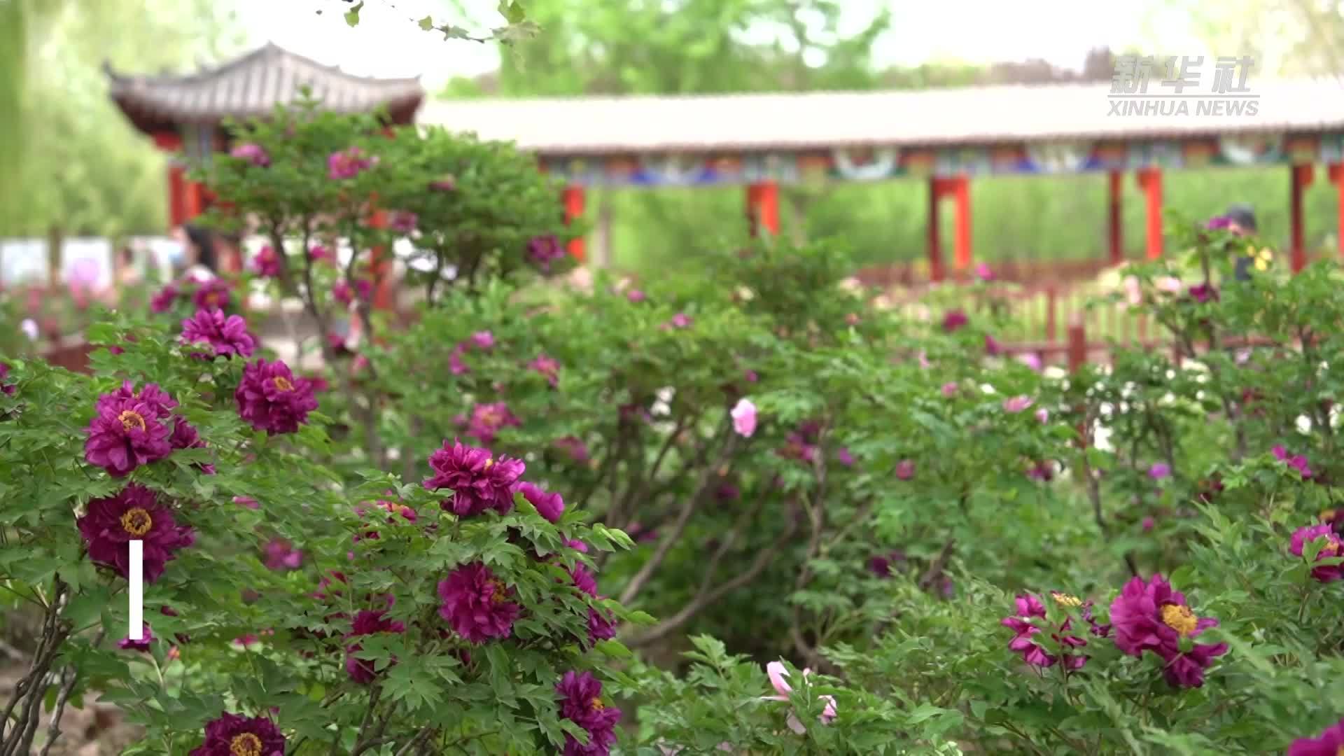 河北柏乡：农旅融合铺就增收路