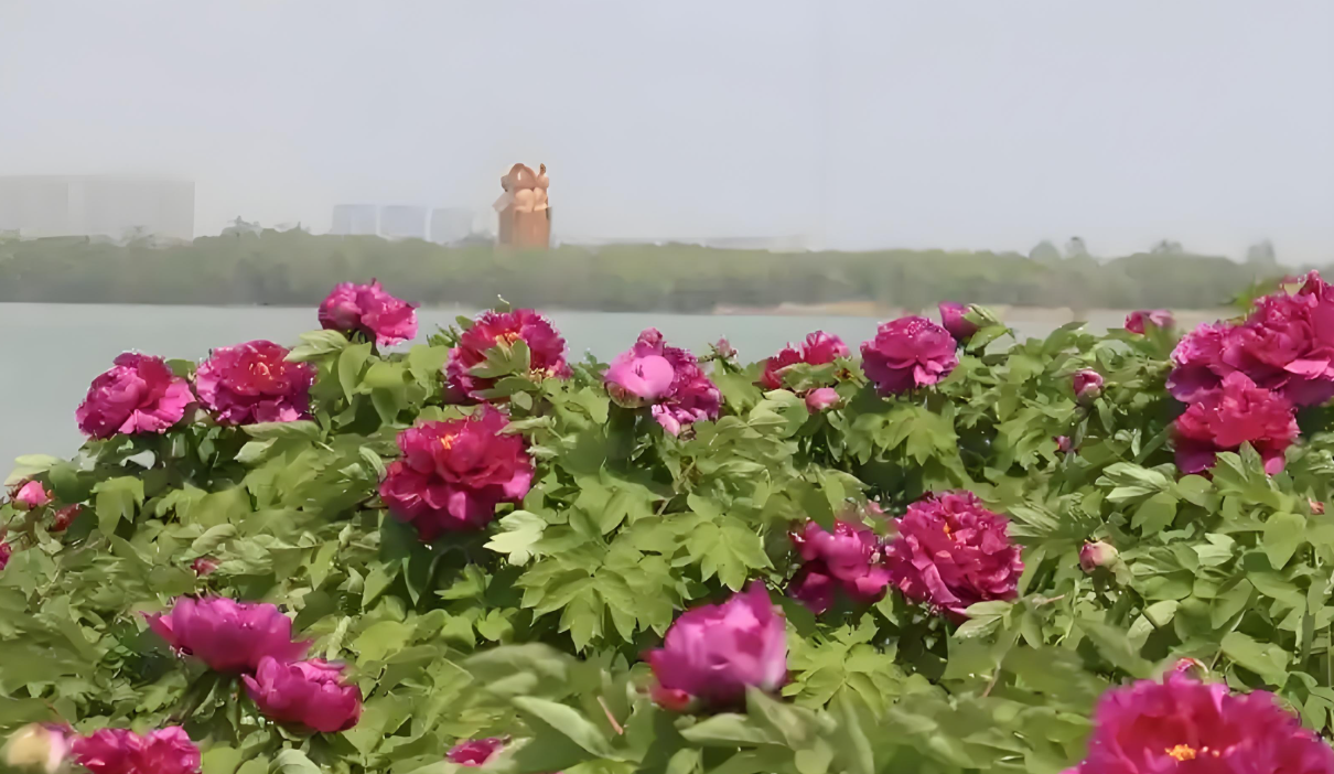 济宁安居牡丹园营业开放 辖区民警赏花区热心护航