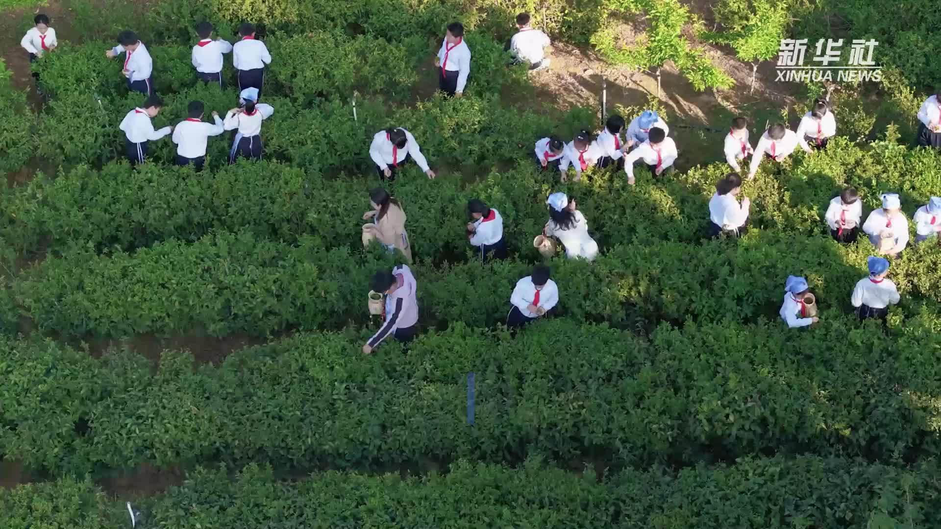 进茶山 采茶青：茶园里的劳动课