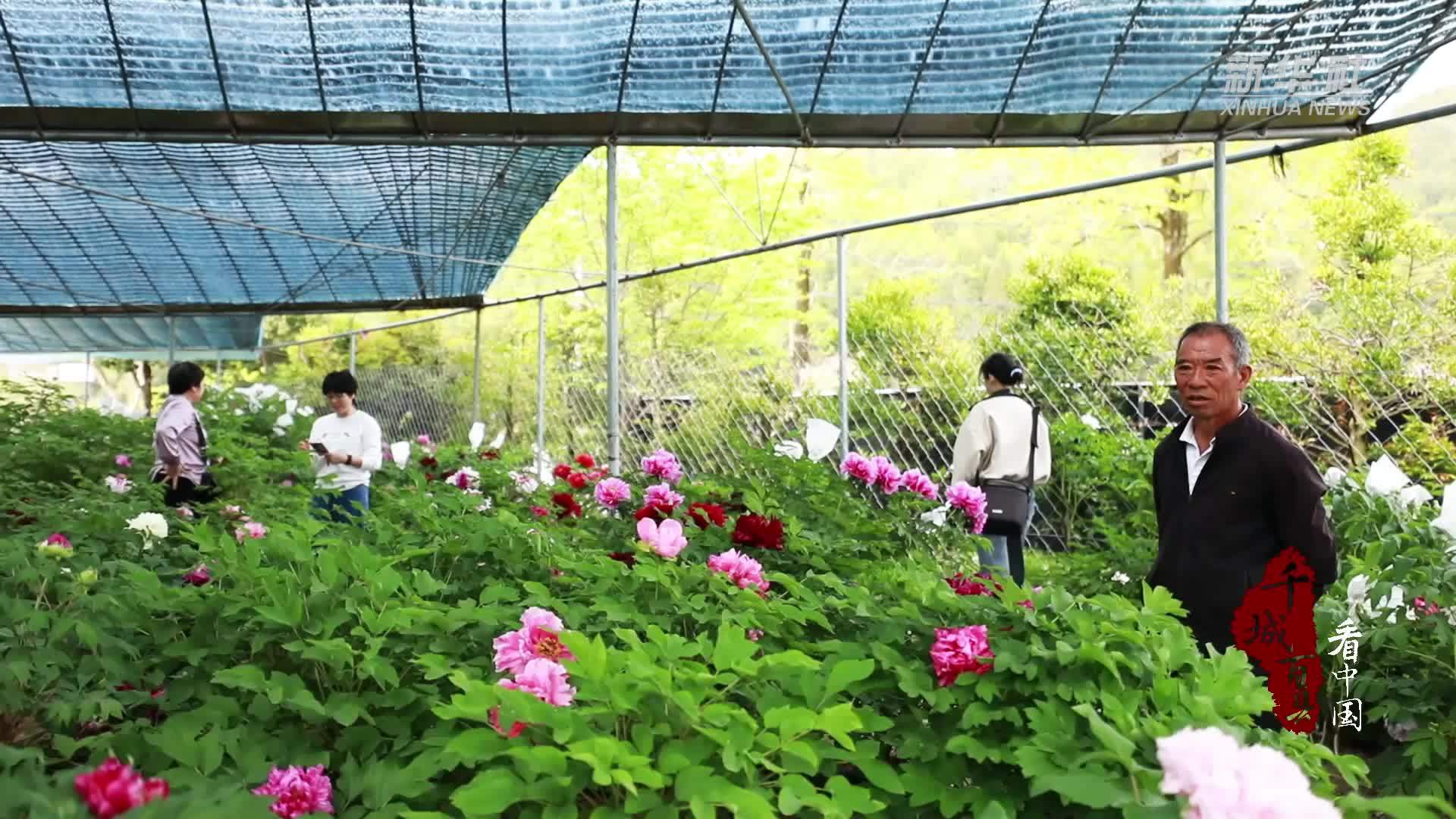 千城百县看中国｜福建寿宁：国色牡丹绽尽盛世风华