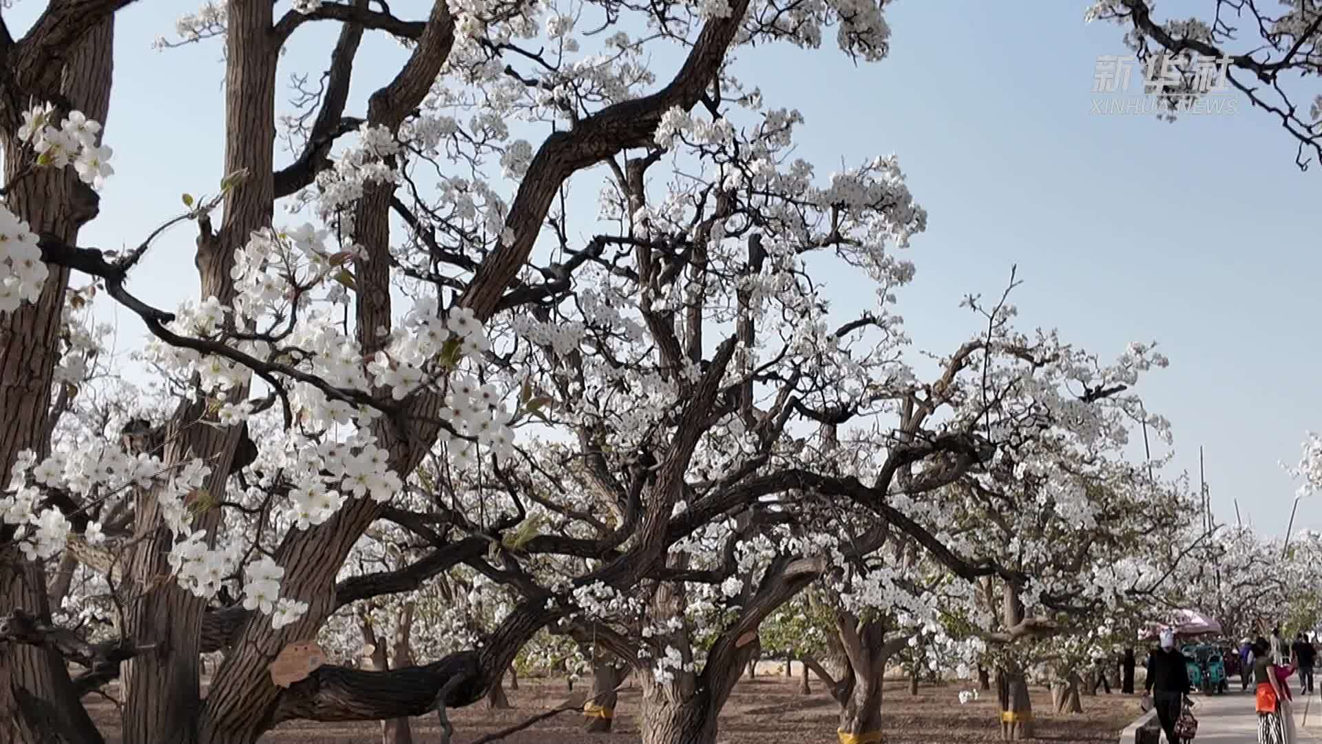 甘肃兰州万亩古梨园梨花盛开