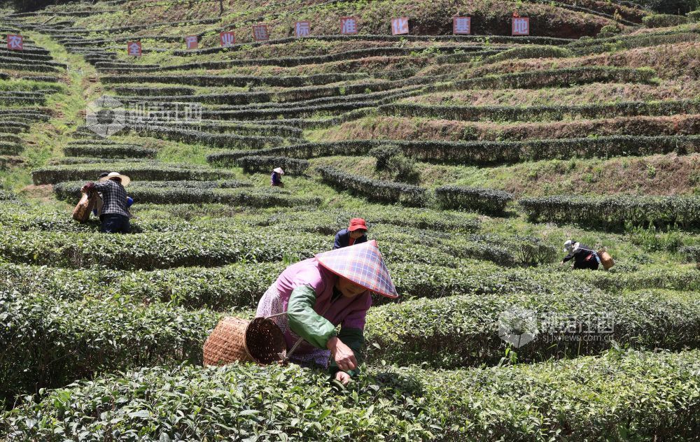 横峰县：绿叶变“金叶”（图）