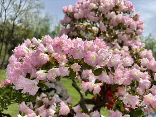 春日暖阳下杜鹃花热烈绽放