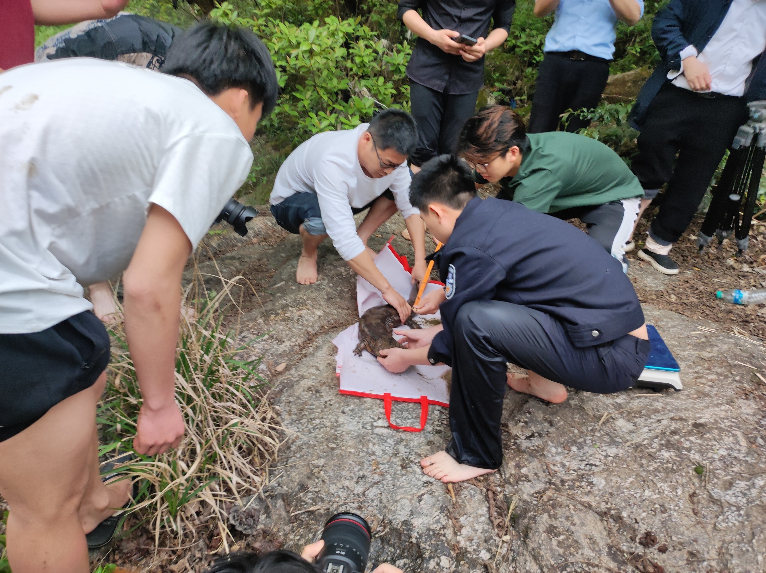 工作人員對娃娃魚進行檢查。曾潤華攝