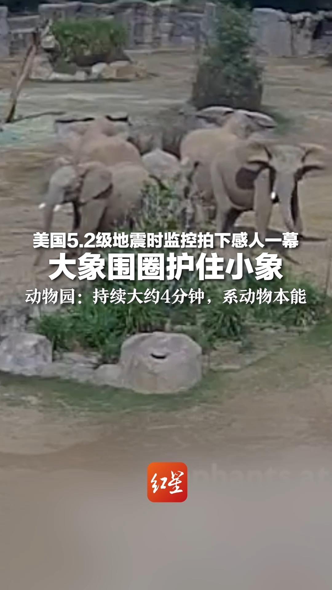 美国5.2级地震时监控拍下感人一幕 大象围圈护住小象  动物园：持续大约4分钟，系动物本能