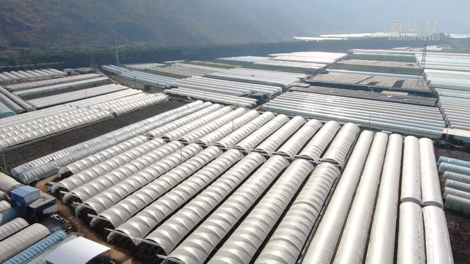 云南蒙自：蓝莓畅销多国市场