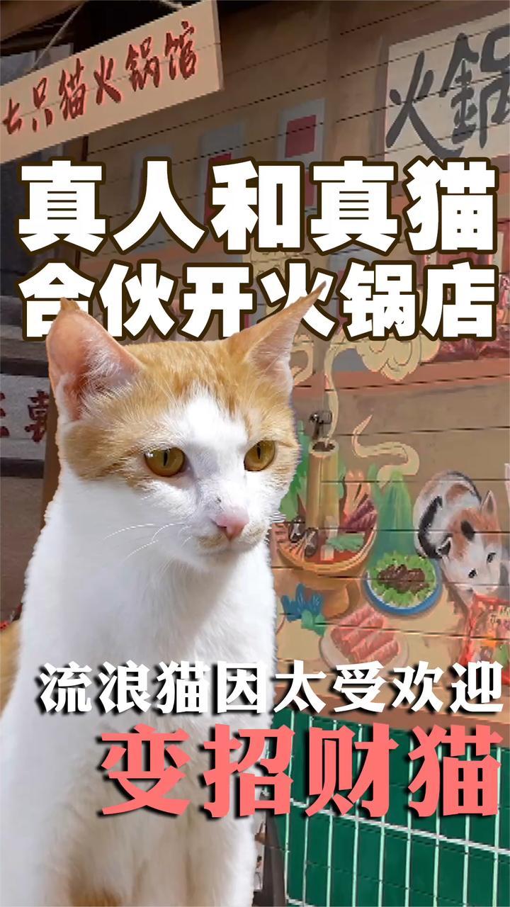人类和猫的关系已进入next level 真人和真猫竟合开了一家火锅店