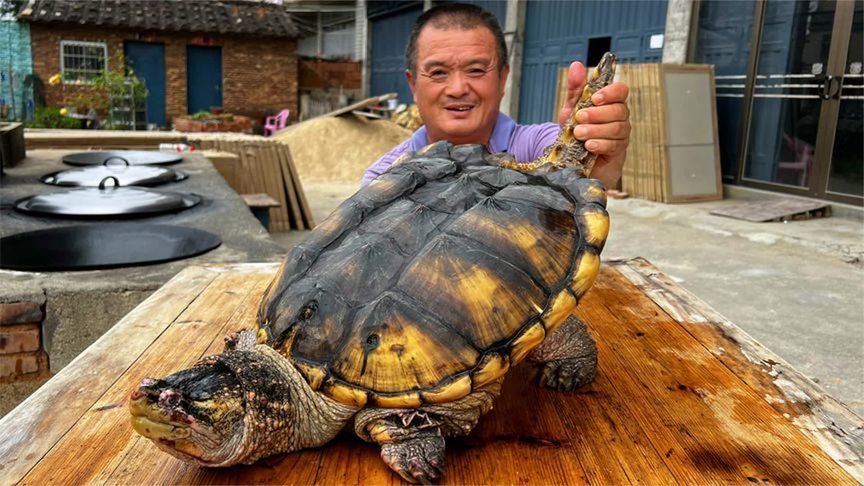 1300买只36斤重鳄鱼龟，4个人光宰杀就半天，炖1小时敞开肚皮吃