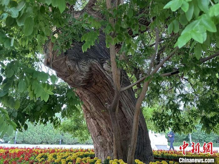 图为枝繁叶茂的“红军槐”(资料图) 戴文昌 摄