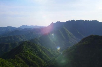安徽黄山：太平猴魁开园采摘