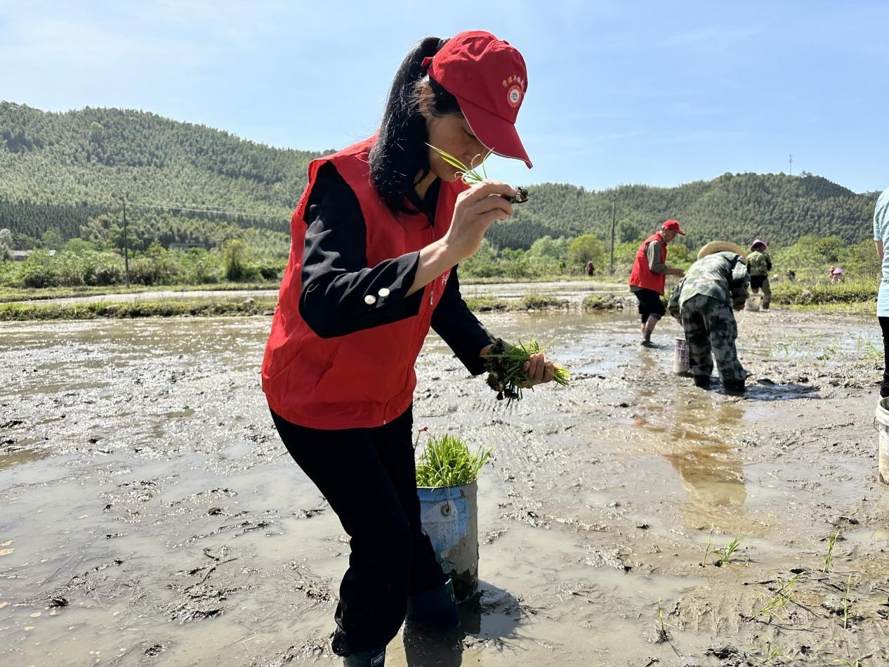 市镇杜兰村的稻田里,该镇部分人大代表和群众一起在稻田里熟练地抛秧