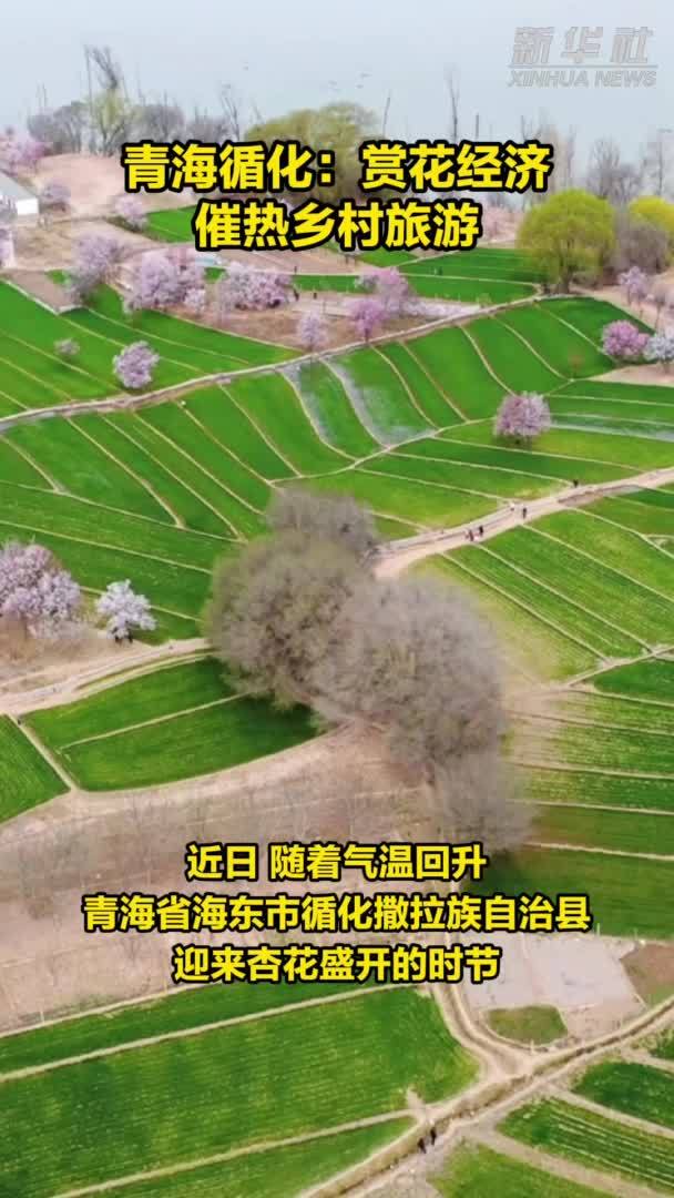 青海循化：赏花经济催热乡村旅游