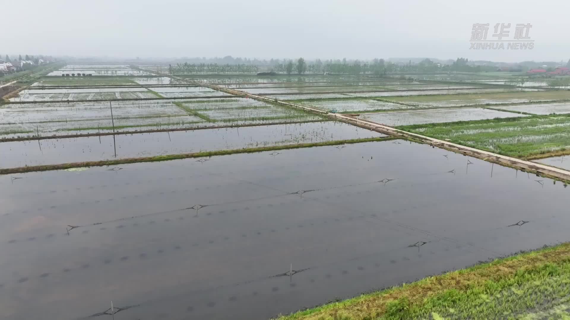 洞庭湖小龙虾抢“鲜”上市 订单农业助力乡村振兴