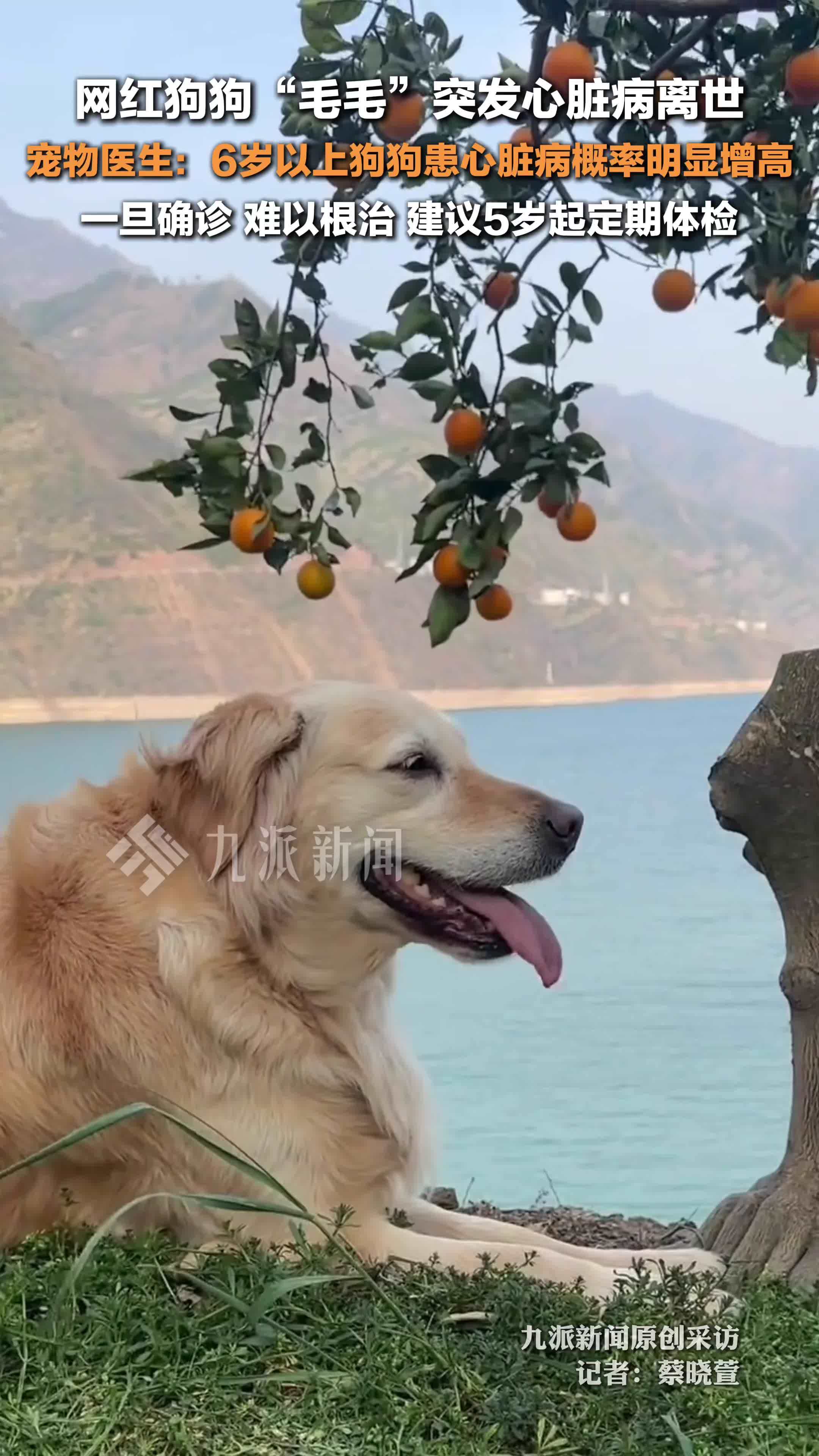 宠物医生谈网红狗狗毛毛突发心脏病离世 ：6岁以上狗狗患心脏病概率明显增高