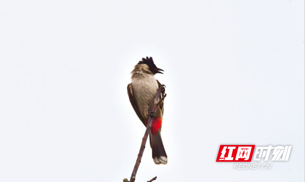 白喉红臀鹎静立在松雅湖畔的枝头上。黎大勇 摄