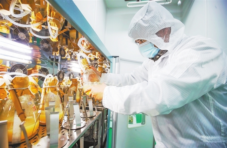 3月21日,抚州市利财食用菌科技有限公司,工作人员在无菌室观察菌种培养情况。