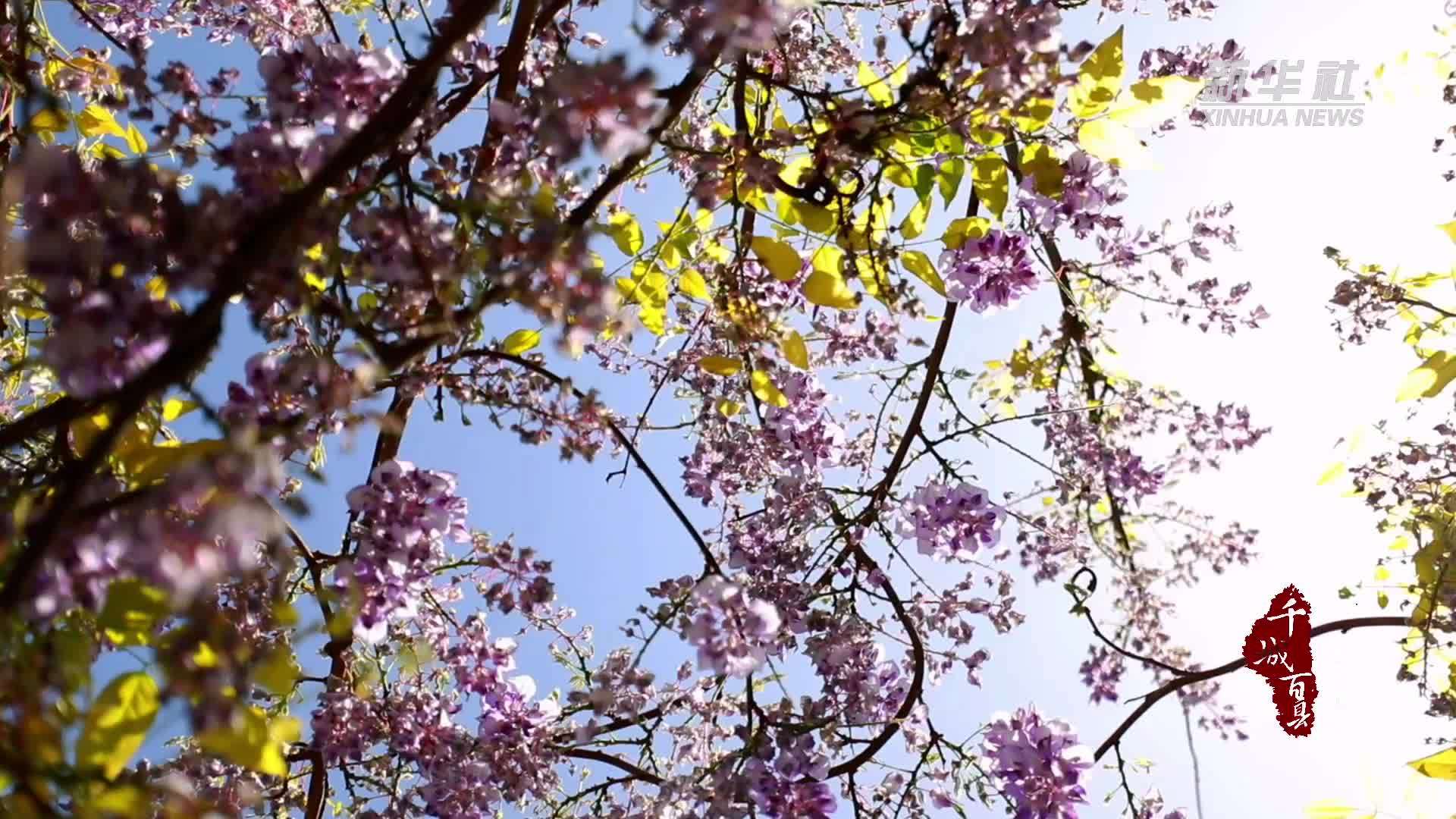 千城百县看中国｜福建寿宁：紫藤花下 聆听暮春私语