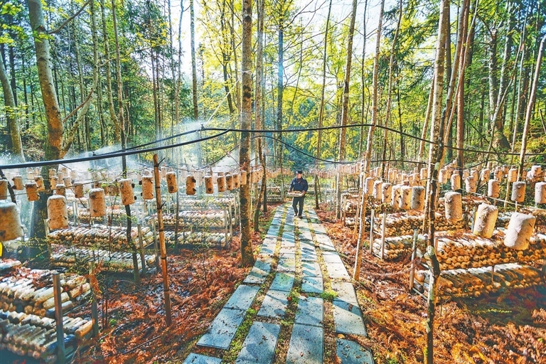 广昌县旴江生态公益林场森林覆盖率高,林下空间广阔,为菌菇生长提供了充足的空间。