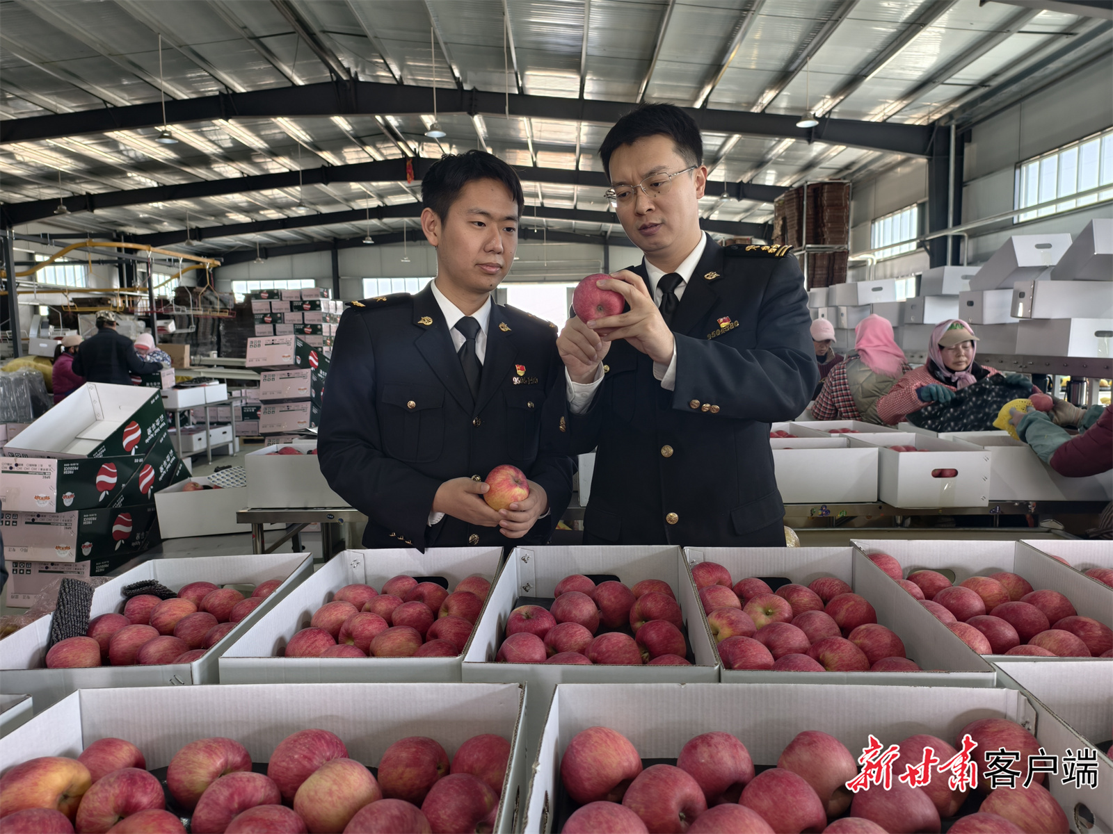 兰州海关所属平凉海关关员了解鲜苹果出口情况