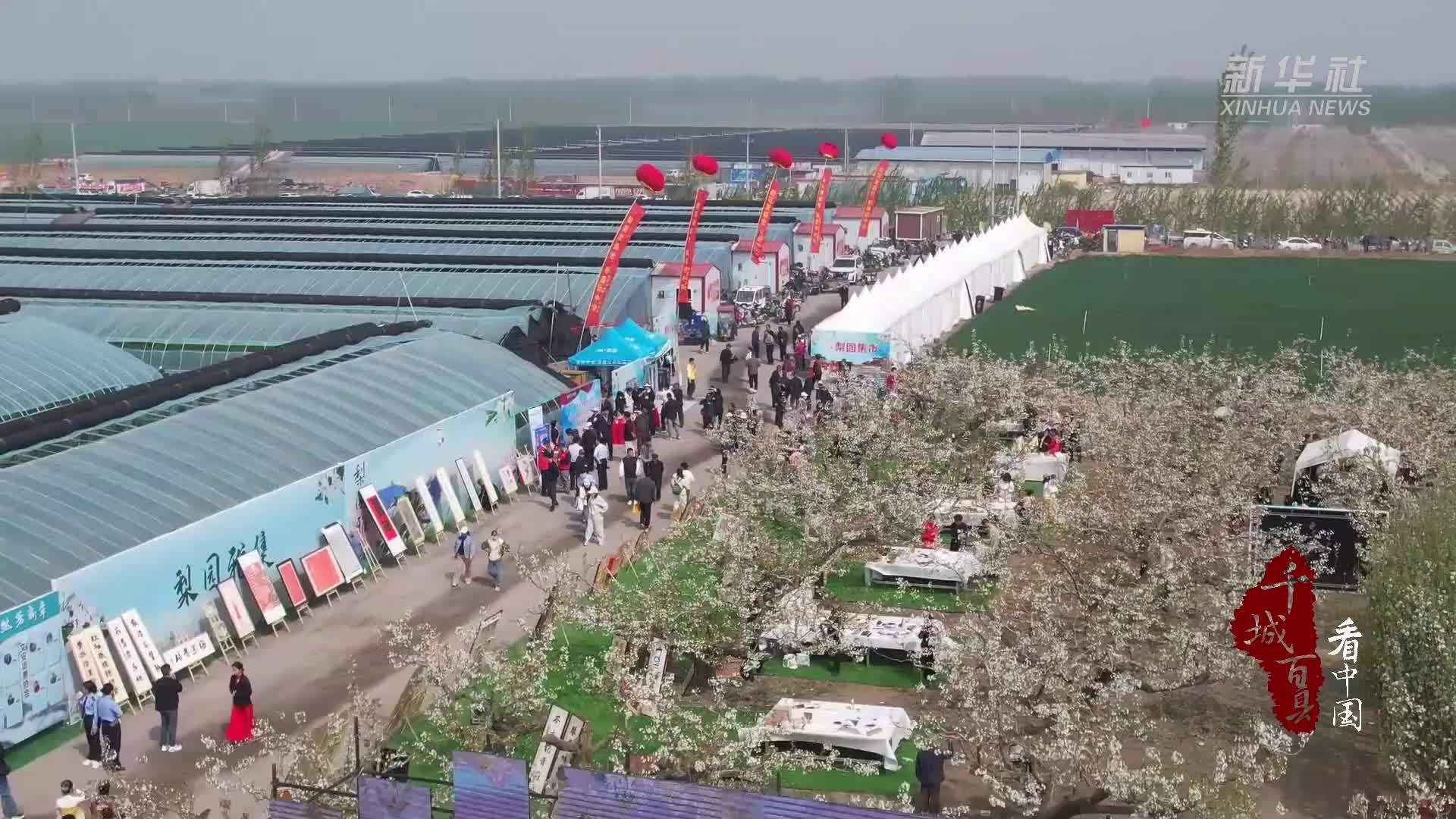 千城百县看中国｜河北文安：以花为媒 一村一品促振兴