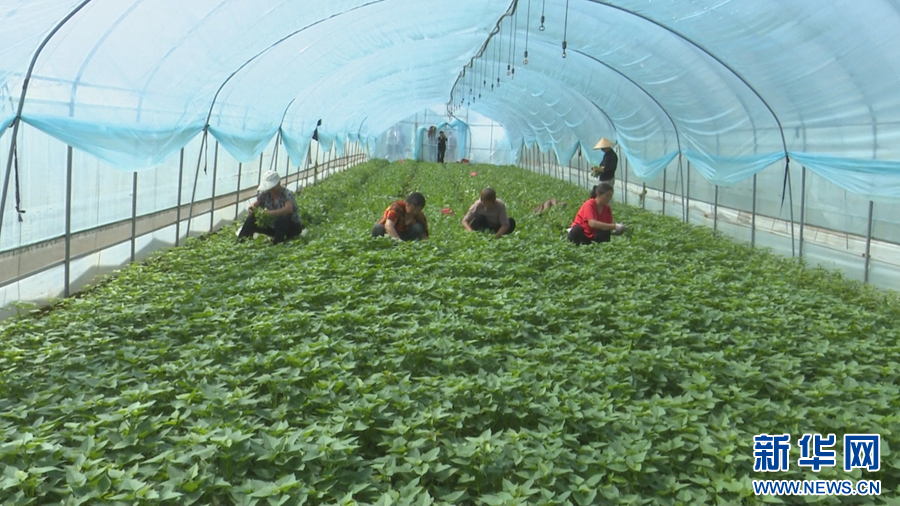 4月14日，河南省镇平县安字营镇王洼村食用红薯叶种植基地内，村民在采摘红薯叶。