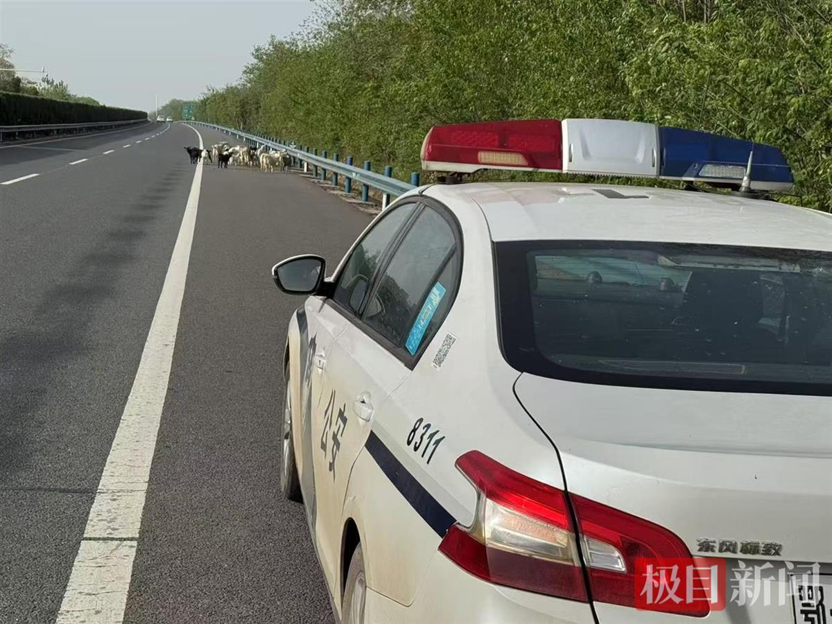 头羊犯了迷糊羊群溜进高速公路　交警客串羊倌“营救”