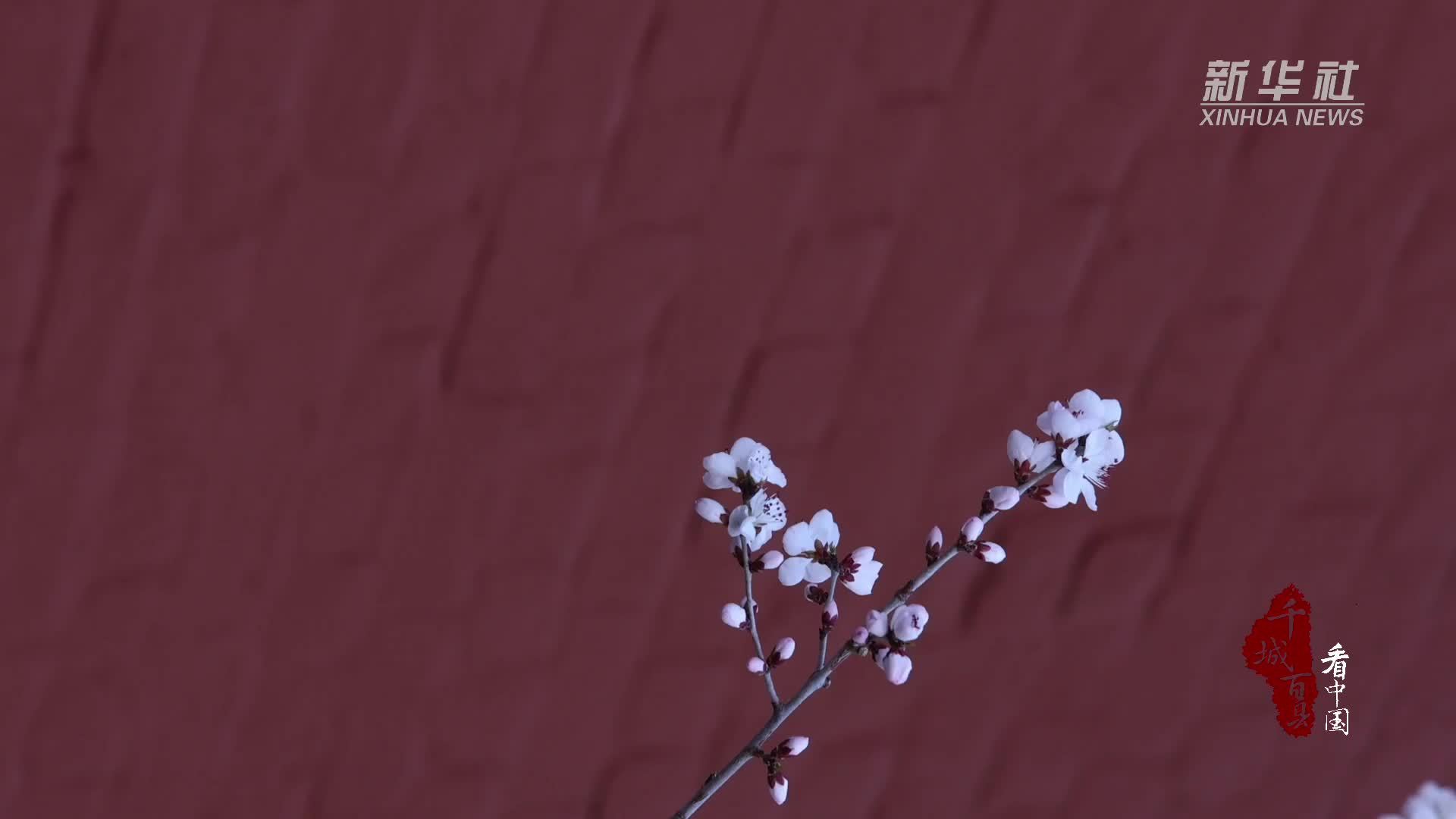 千城百县看中国｜吉林白城：春花为韵 春色做笺