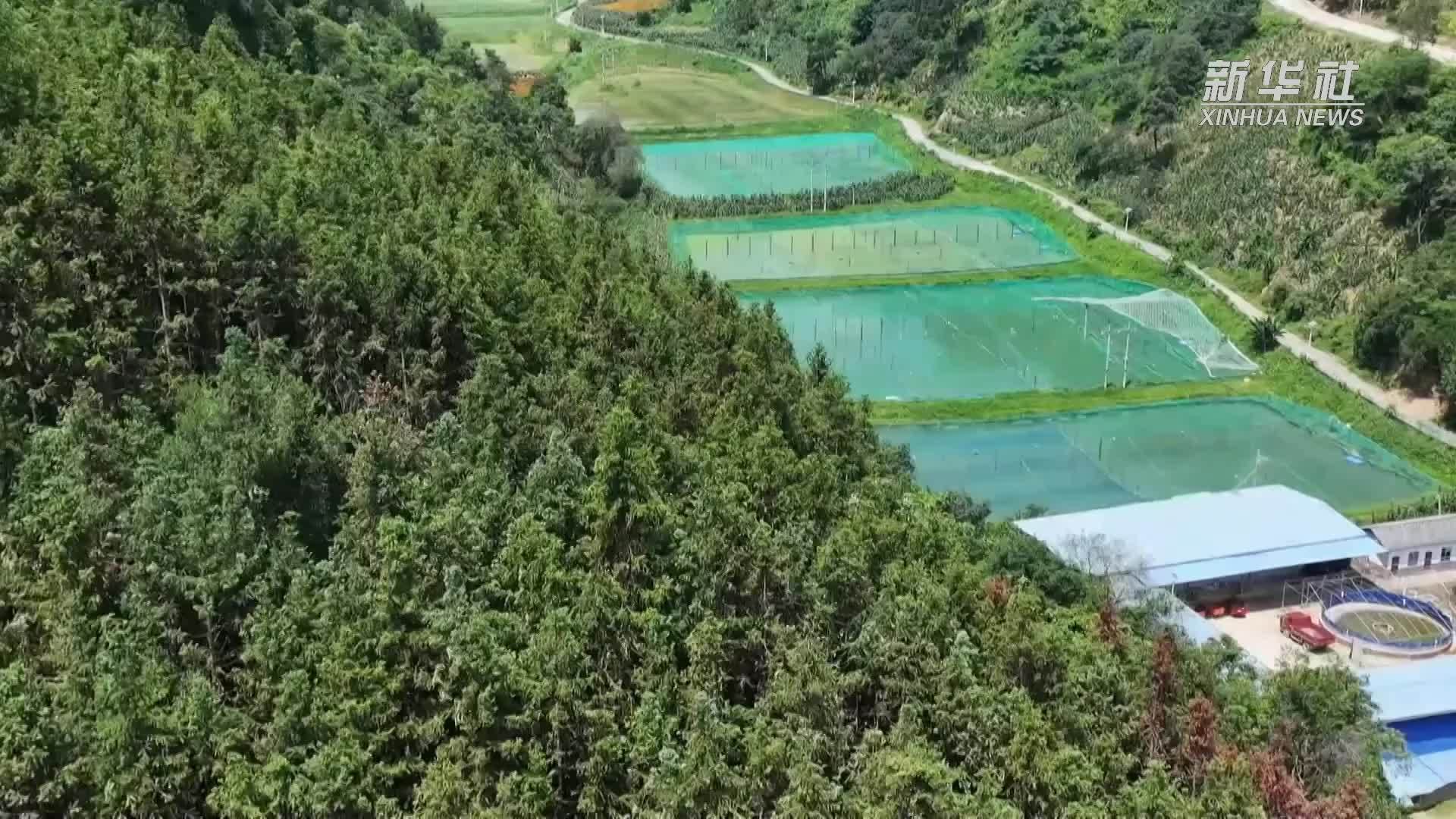 云南丘北：高原水乡游出“澳洲淡水龙虾”