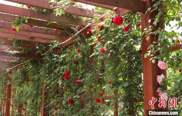 满是月季花的园中长廊。熊锦阳 摄