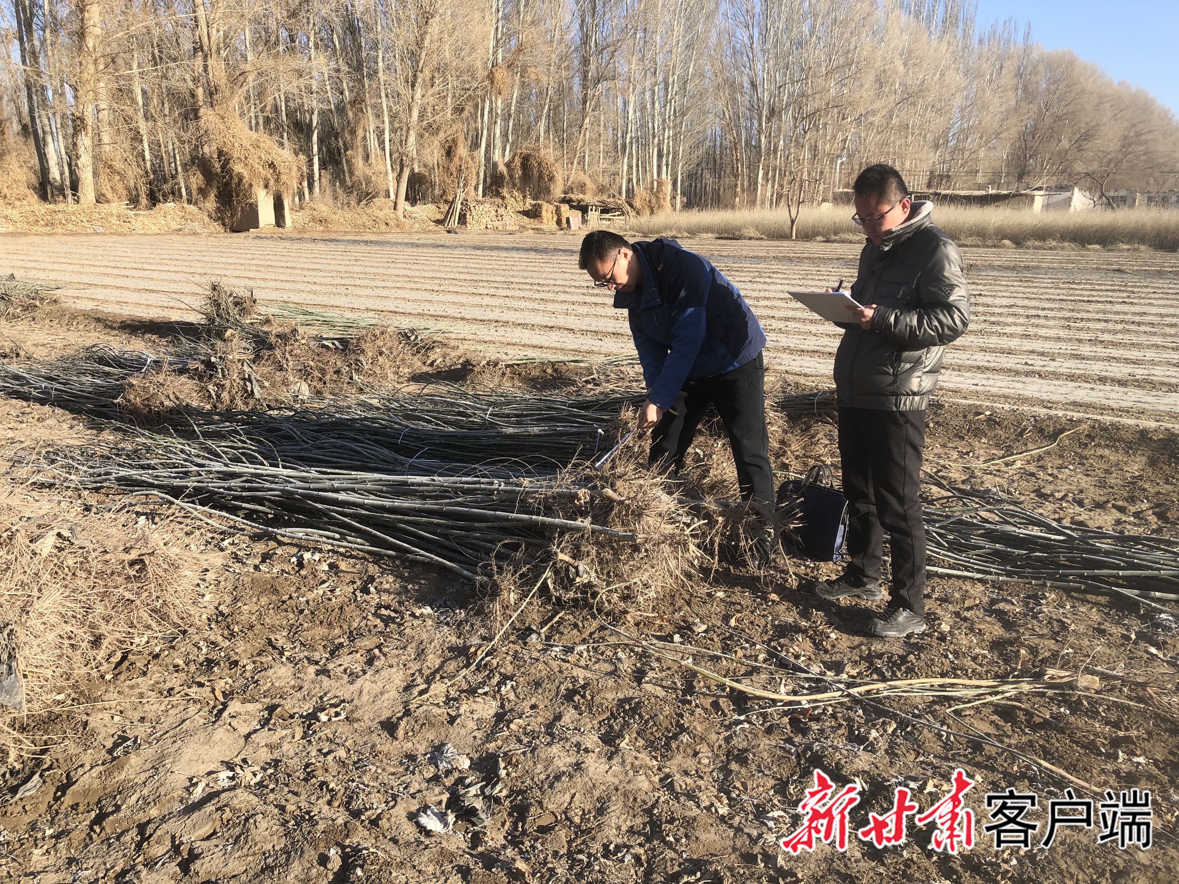 金塔县潮湖林场　新甘肃·甘肃日报通讯员　何玉姝